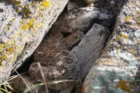 View The rattlesnakes of Sinks Canyon: Some lack rattles, others den alone but shed their skins with friends