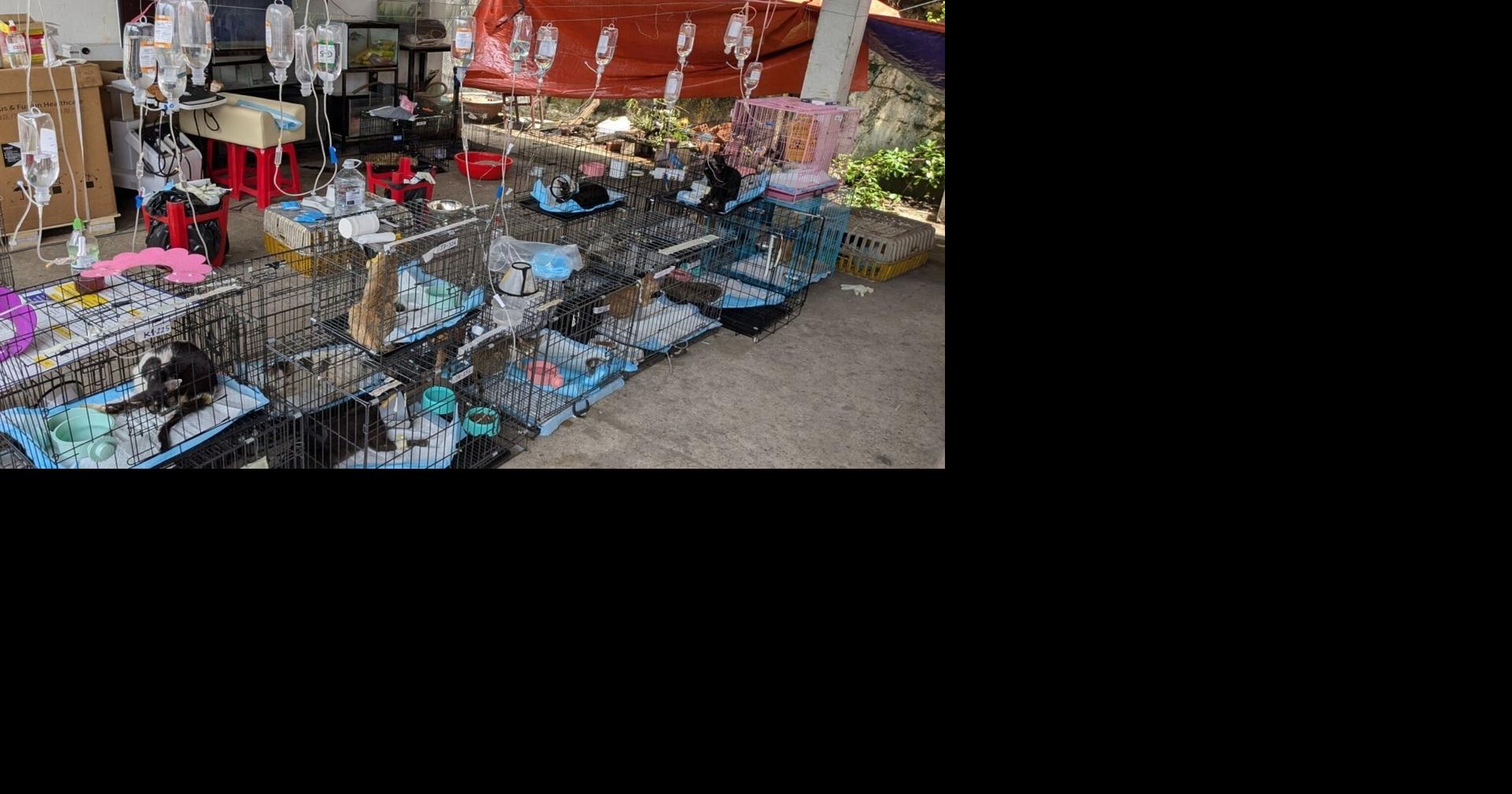 Police rescue hundreds of cats from being eaten in Vietnam with bust of major animal theft ring