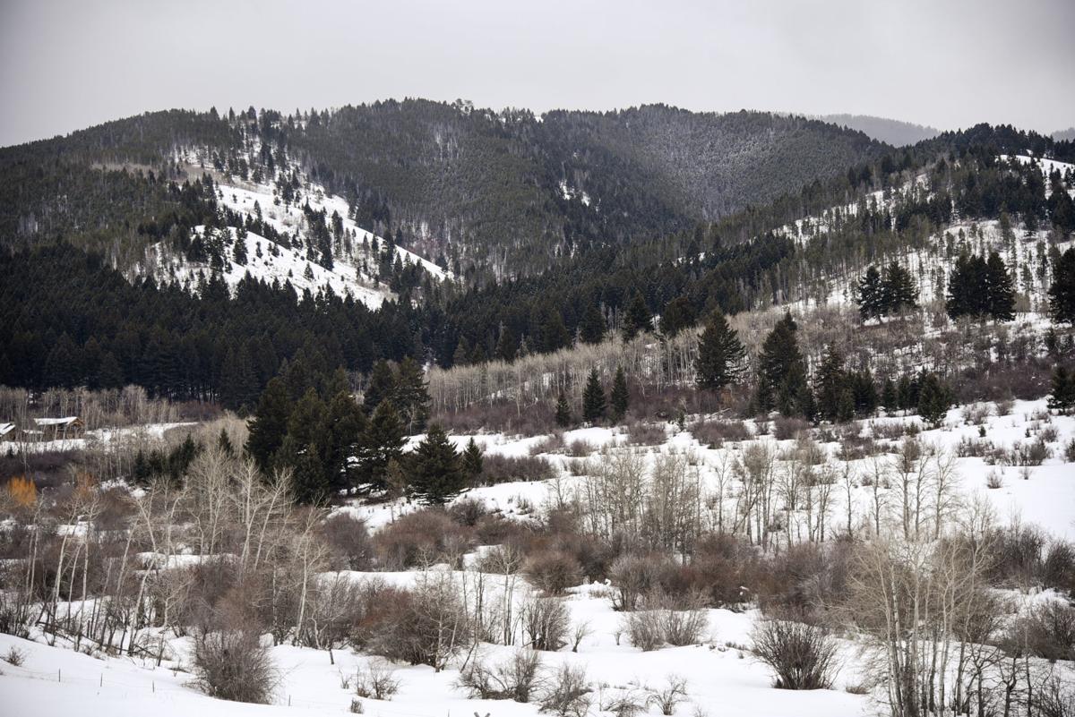 Groups Urge Judge To Stall Bozeman Logging Project Auction