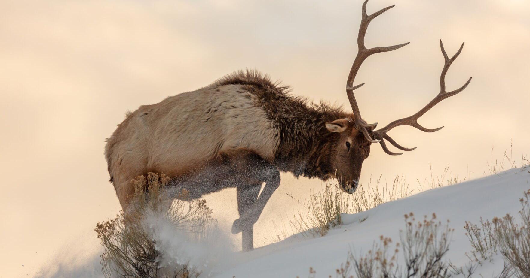 FWP releases plan to manage one of Montana's most iconic and controversial game species | Environment - Vimarsana News