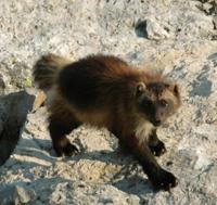 Scientists learn about elusive wolverines in greater ...