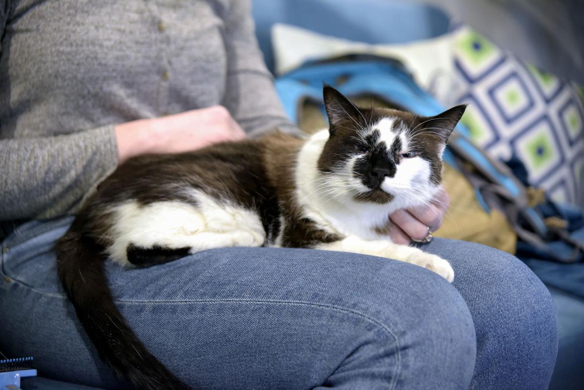 Where the cool cats go: Cat cafe opens in Bozeman ...