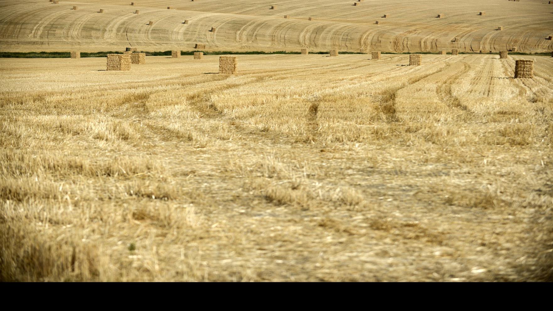 The Worst Drought We Ve Ever Had Farmers Ranchers Across The State Struggle With Historic Dry Spell Agriculture Bozemandailychronicle Com Fast ag is a farmily farm located in northeast montana. the worst drought we ve ever had