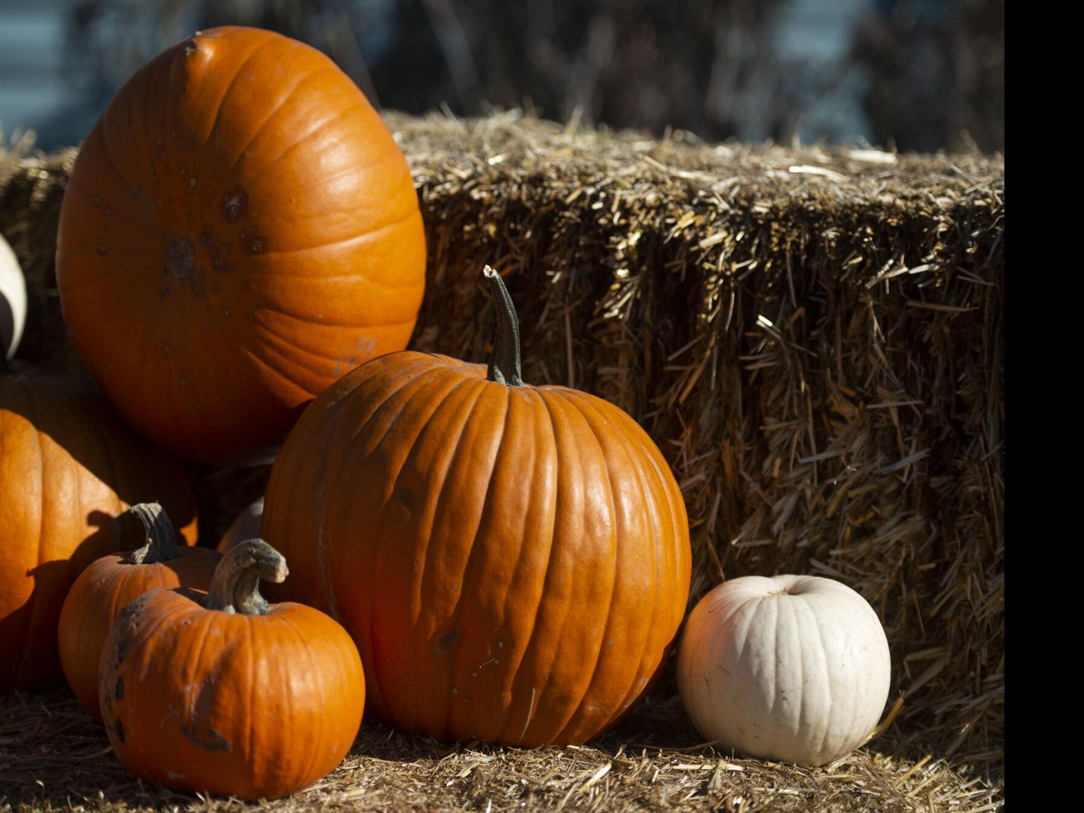 Pumpkin prices spiked this fall, leaving some farmers with leftovers | News  | bozemandailychronicle.com