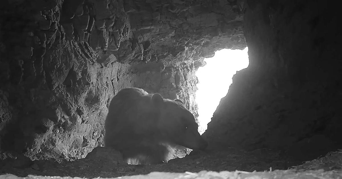 Picture this! Montana filmmaker forgets cameras In grizzly caves north of Yellowstone, captures decade of video