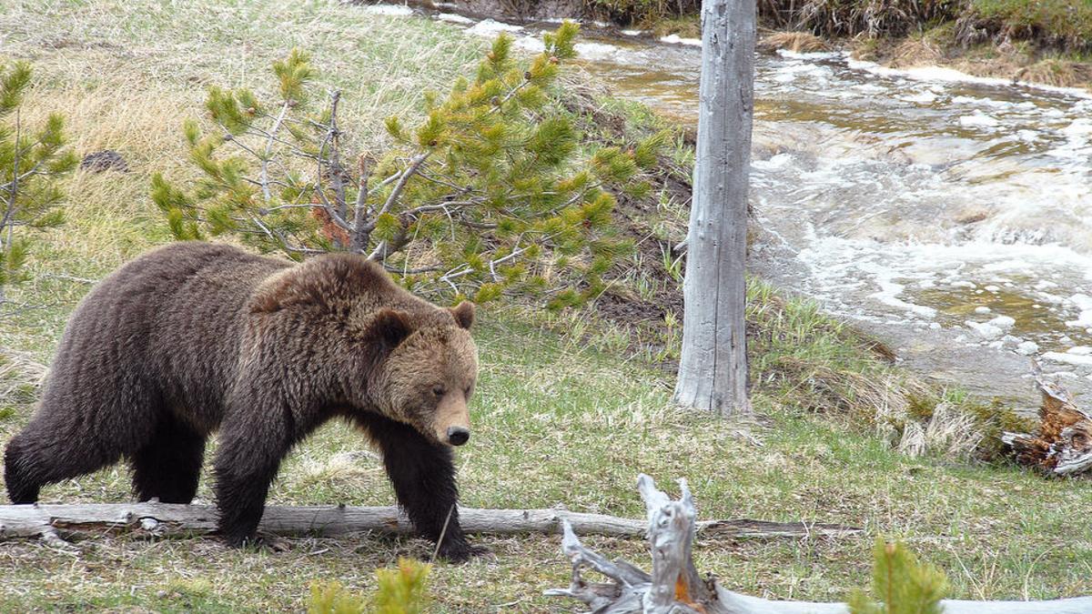 Bears Emerging In Yellowstone Sports Bozemandailychronicle Com