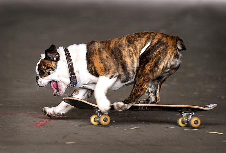 why do english bulldogs like to skateboard