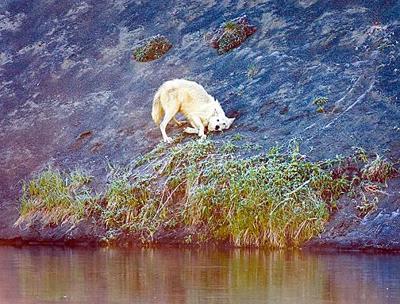 Gray wolves removed from endangered species list | News | Gray wolves removed from endangered species list | News |