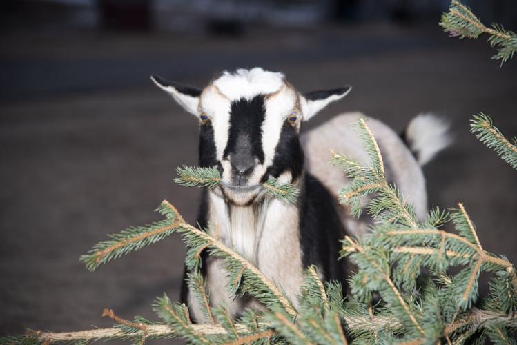 Christmas tree goats
