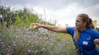 View 'Making the insects work': Indreland Wetland Preserve hosts annual biocontrol demonstration