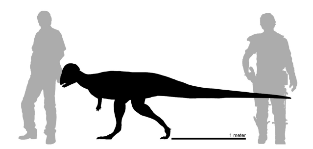 New hard-headed dinosaur discovered in Montana | News ...
