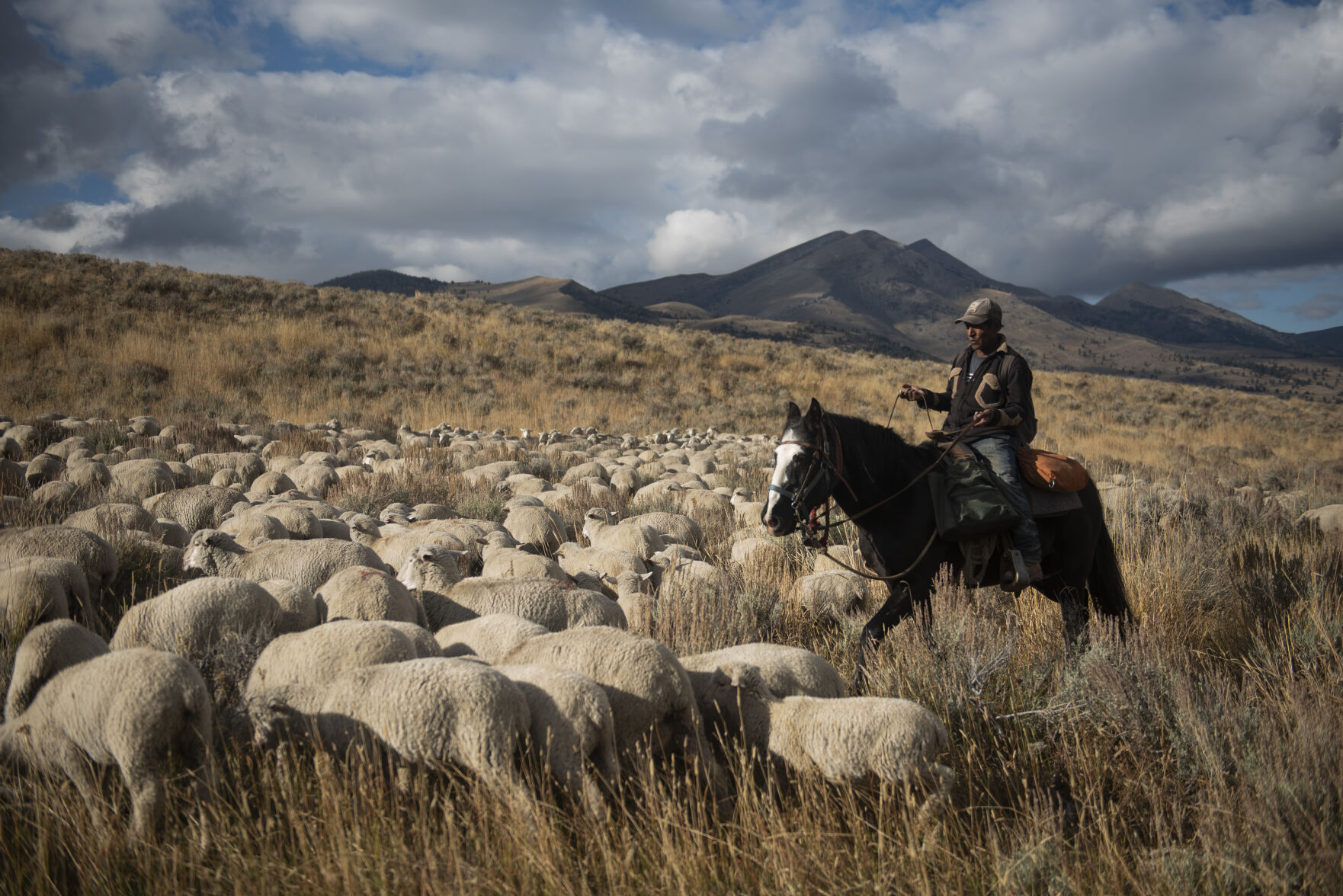 MSU leading $4M effort to study wild and domestic sheep