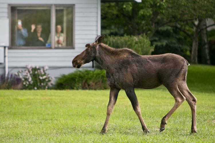 Moose darted after Bozeman romp Wildlife