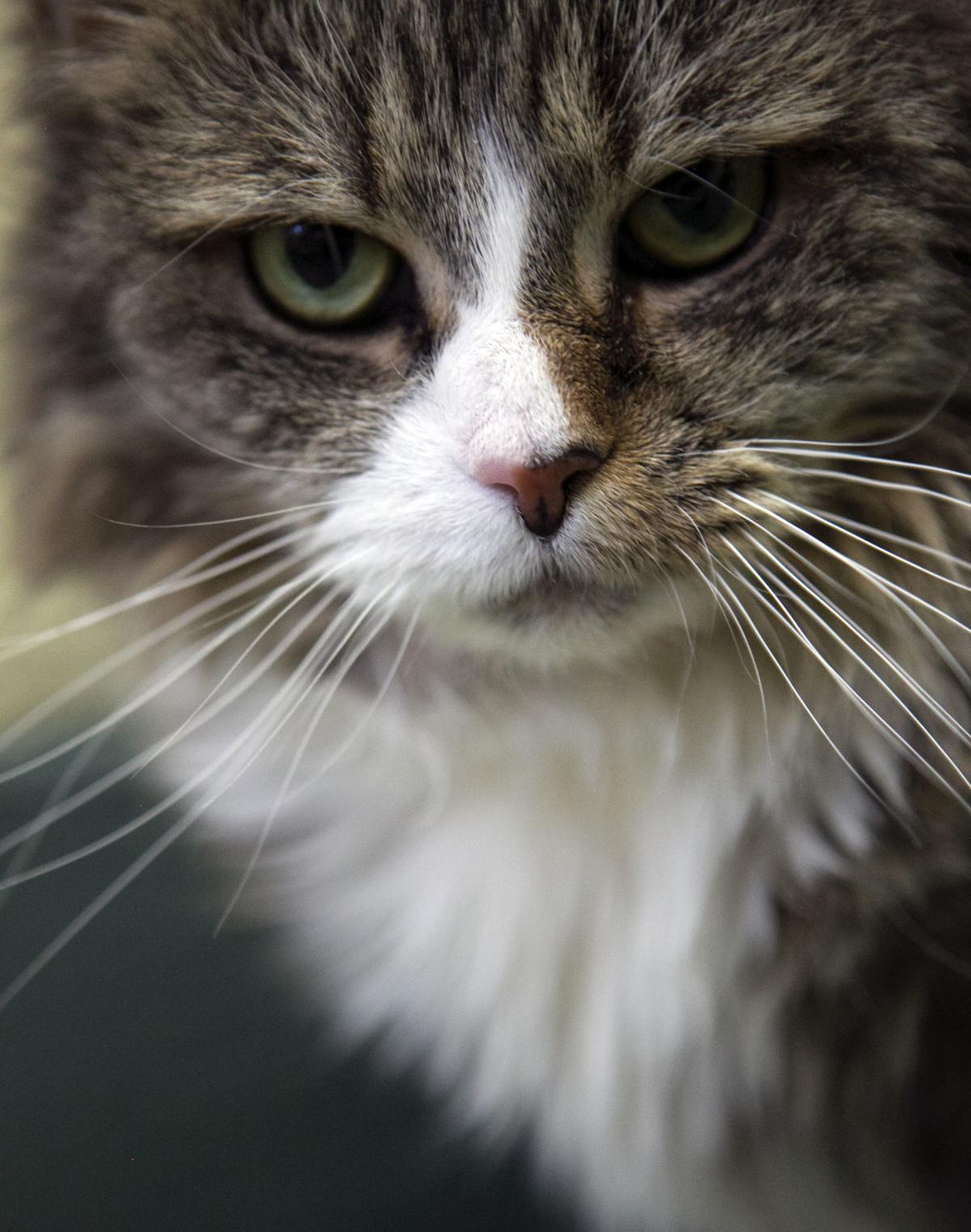 Heart Of The Valley Reaches Cat Capacity News