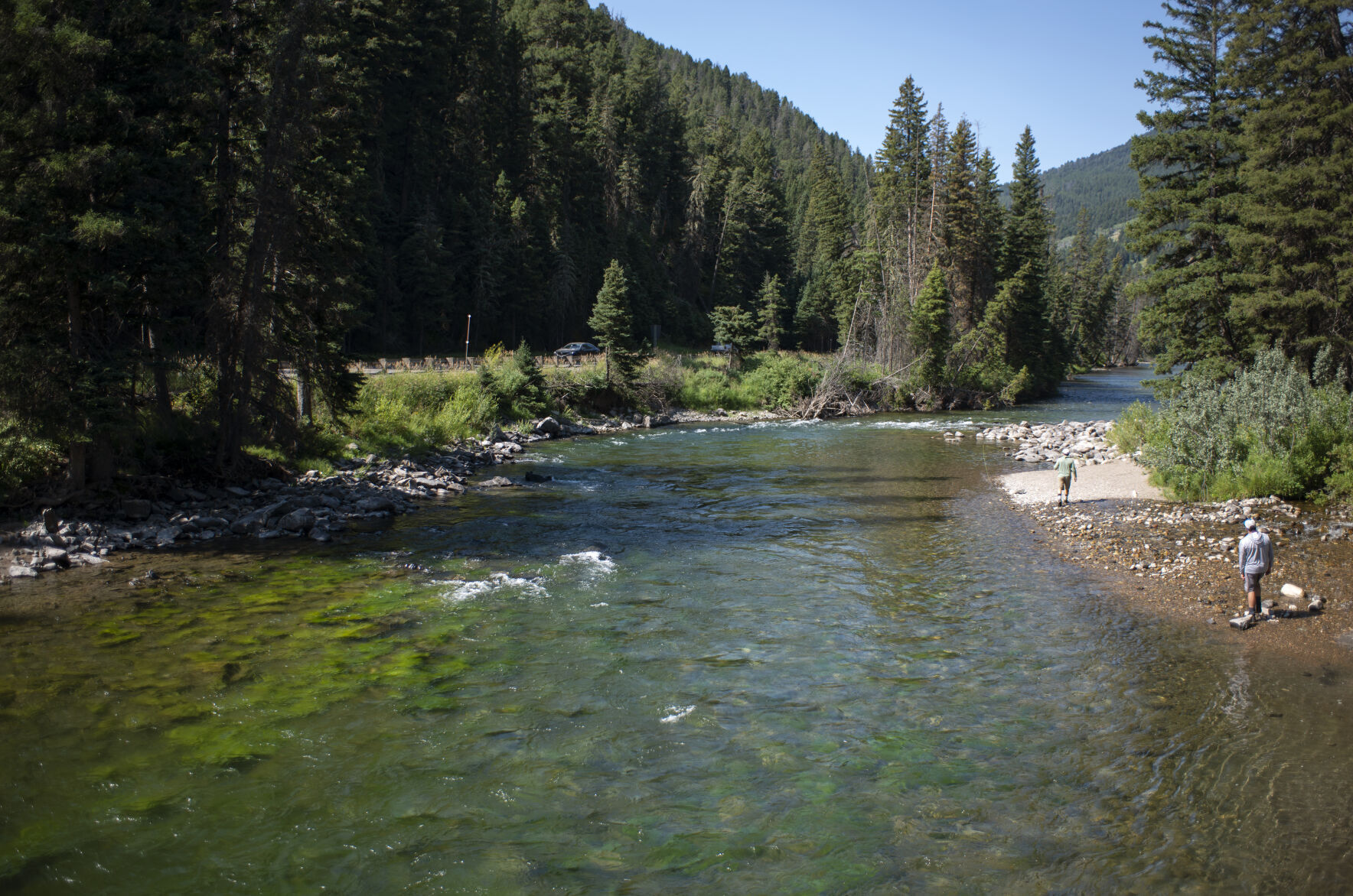 Algal bloom crops up along Gallatin River for fifth year in a row