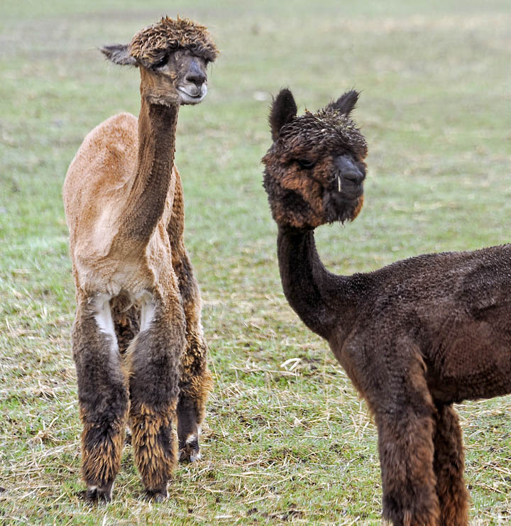 Annual alpaca shearing days under way News