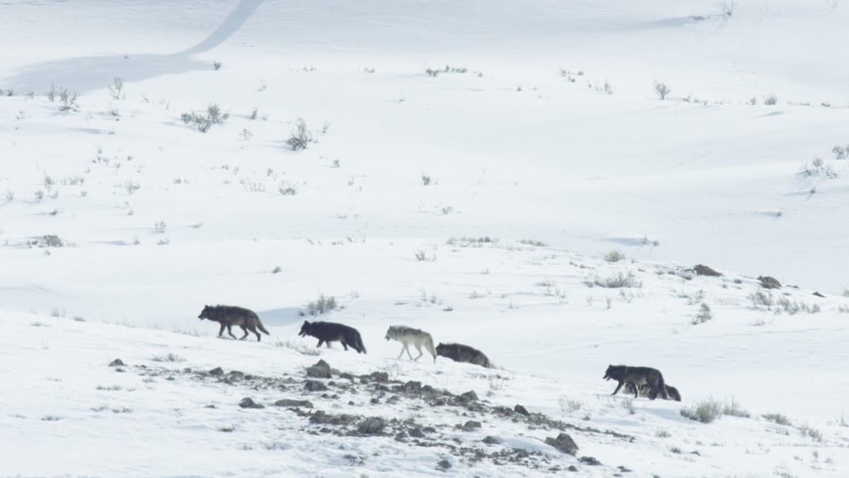 A New View Of The Park In Epic Yellowstone Film