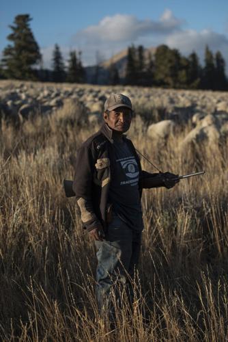 ‘Lost art’: Southwest Montana ranchers hold on to sheep grazing ...