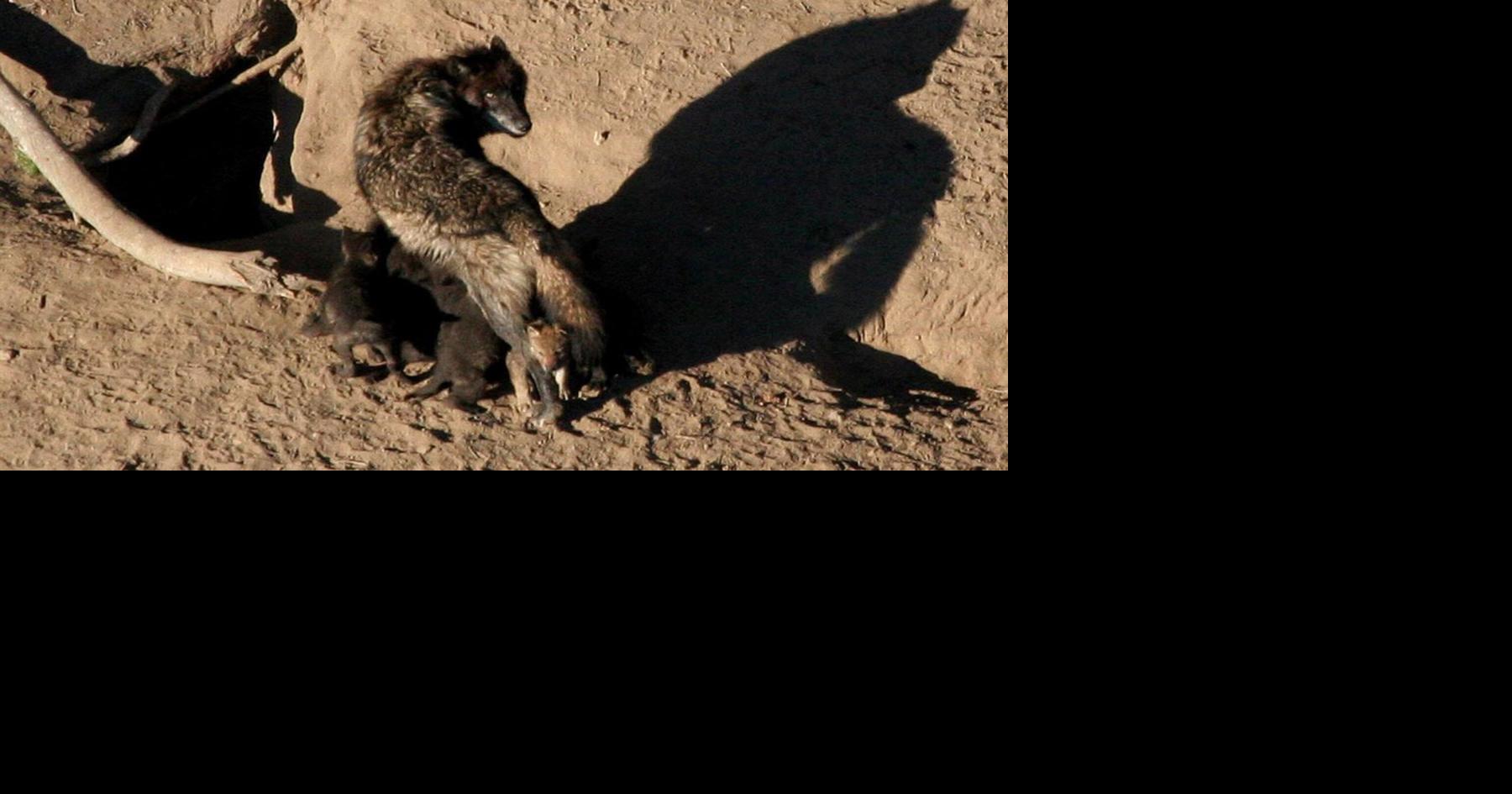 Three Yellowstone National Park wolves killed in Montana | Environment ...