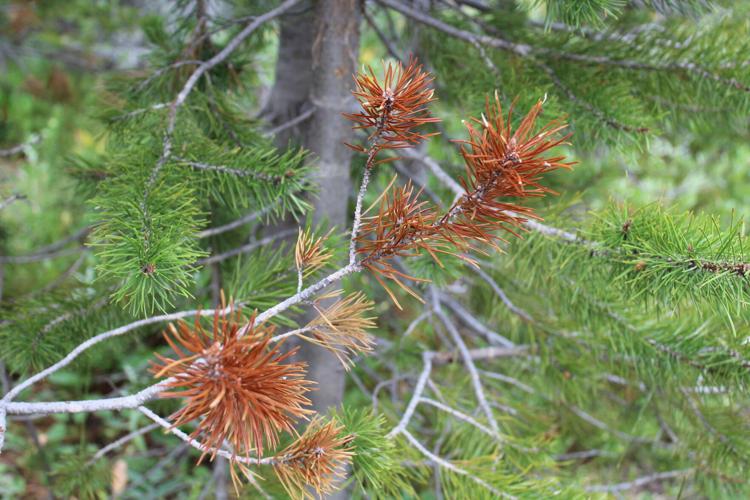 #39 A fighting chance #39 : Forest Service whitebark pine orchard helping
