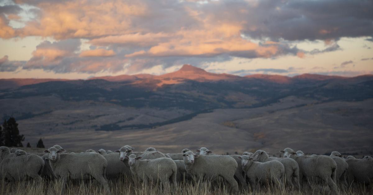 ‘Lost art’: Southwest Montana ranchers hold on to sheep grazing ...