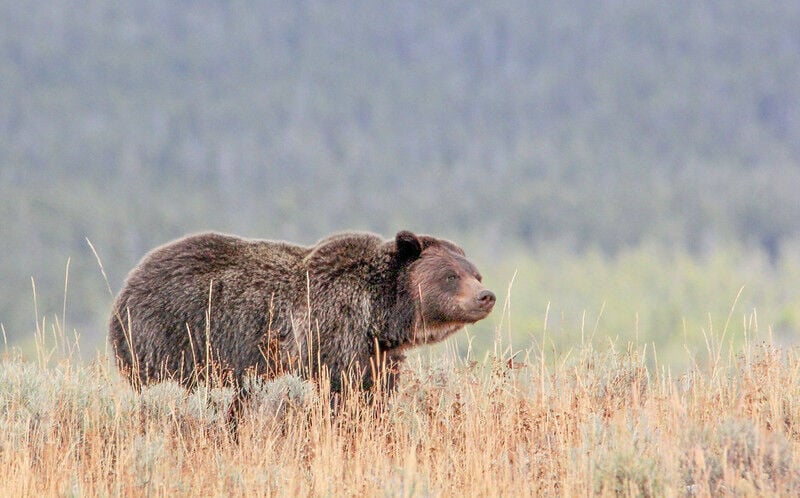 Montana to start trucking grizzlies into Yellowstone region ...