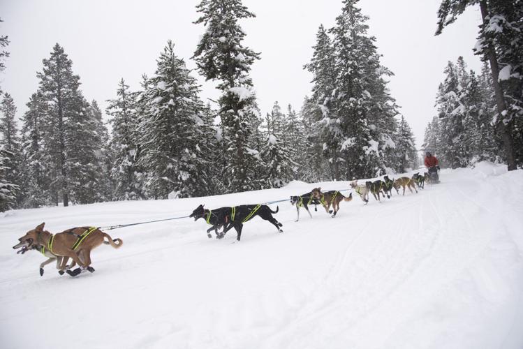 Race ready Training sled dogs in West Yellowstone Photo Essays