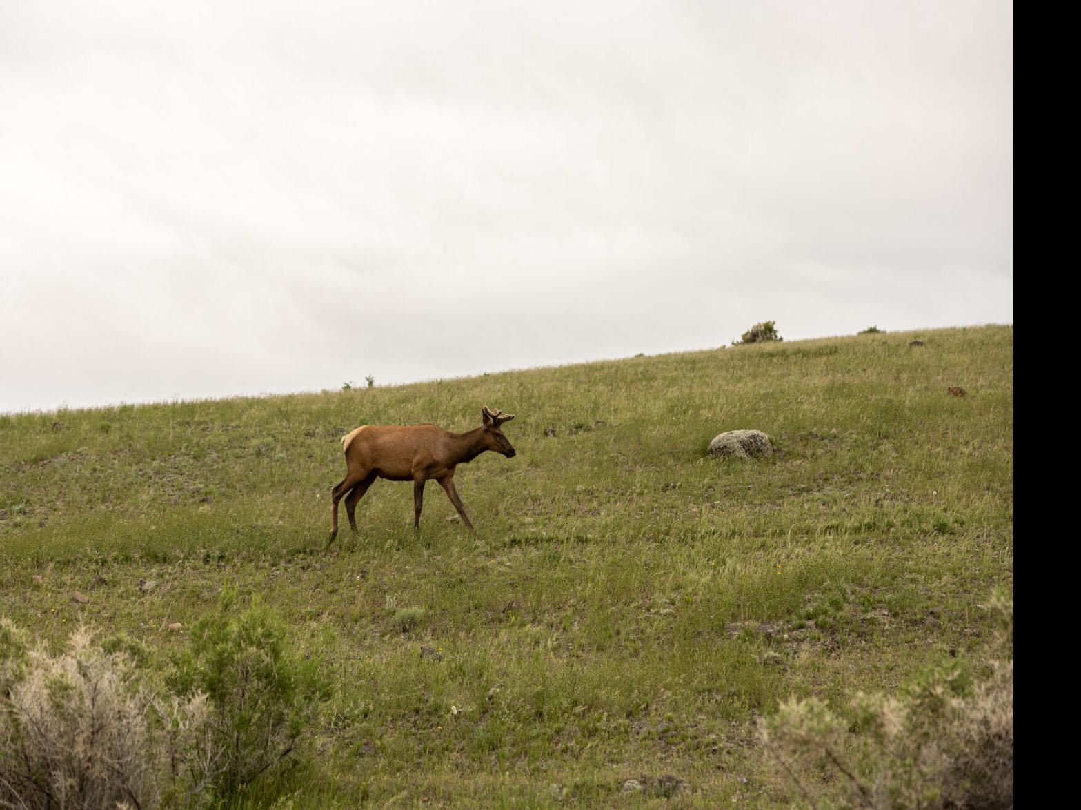 How to exchange an elk tag online