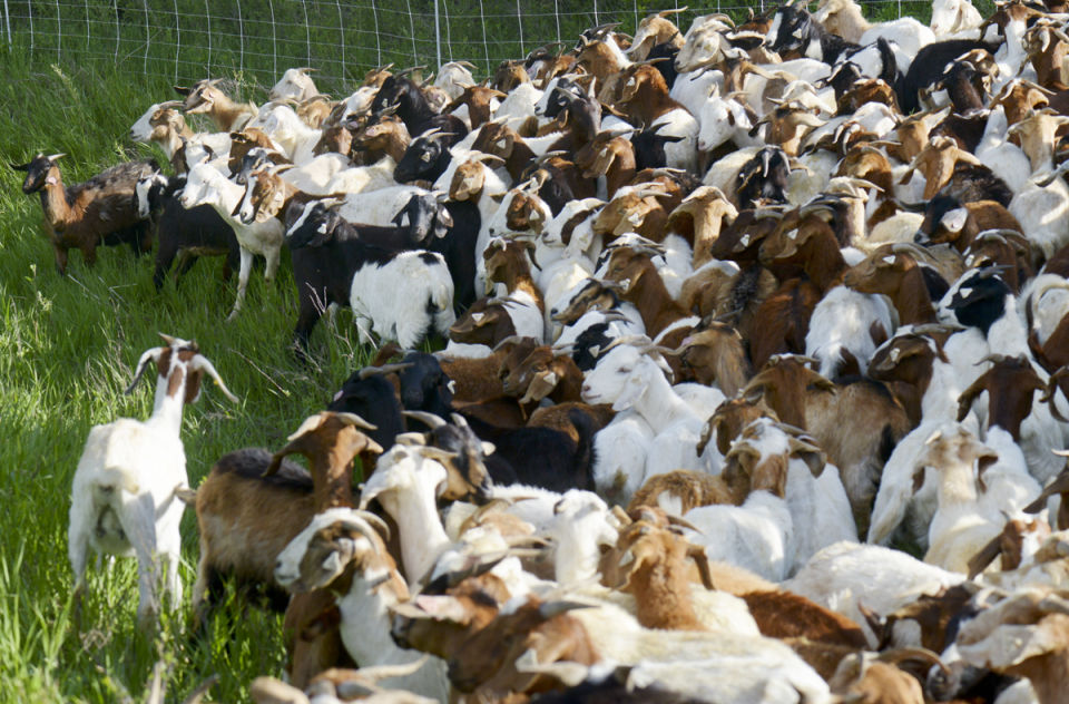Goats Eating Invasive Species on Drinking Horse Trailhead