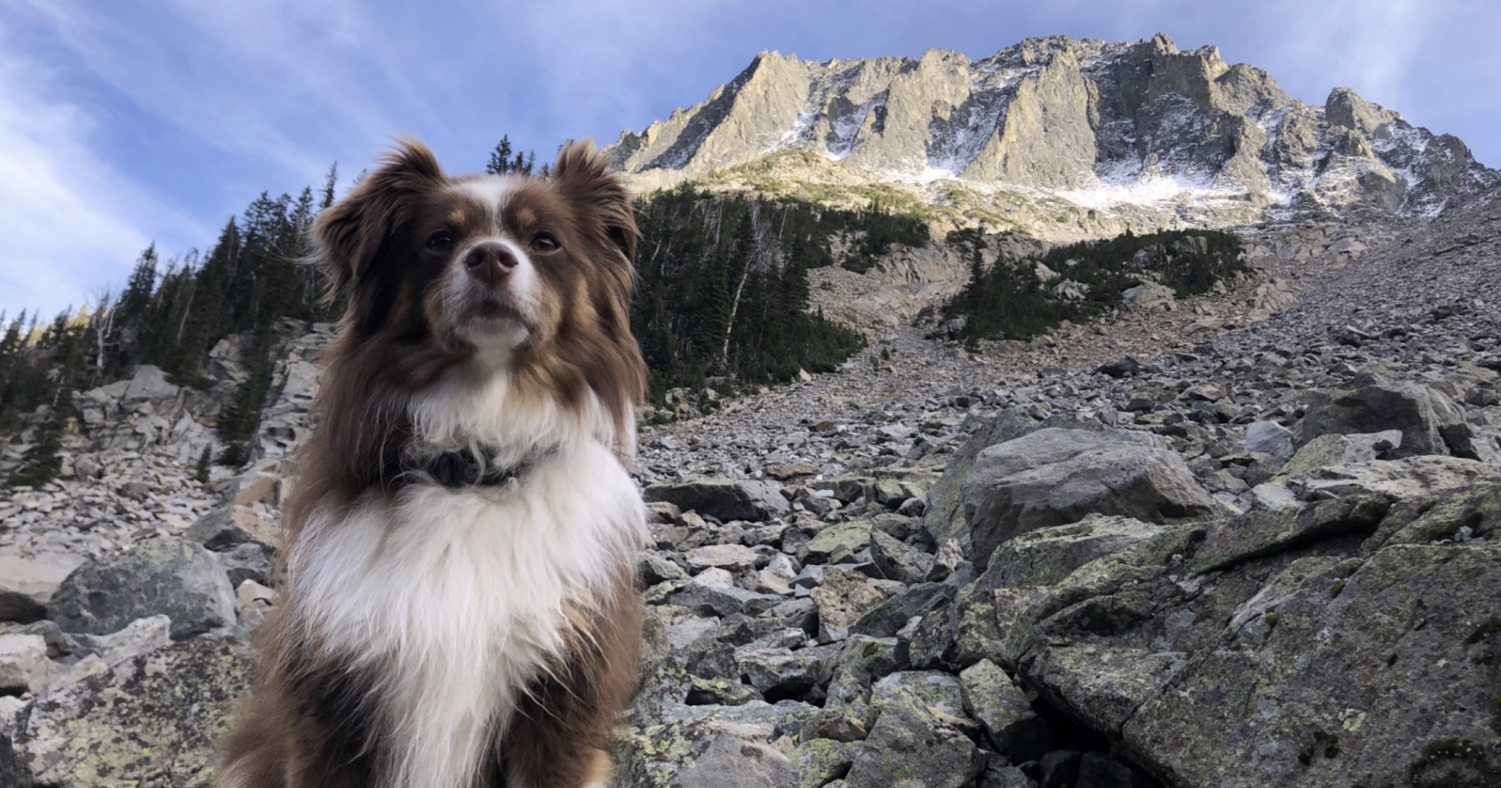 Dog presumed dead after 'unusual' mountain lion attack | Environment - Vimarsana News
