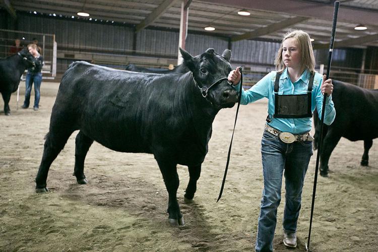 Gallery Mountain Magic Junior Classic Cattle Show Featured