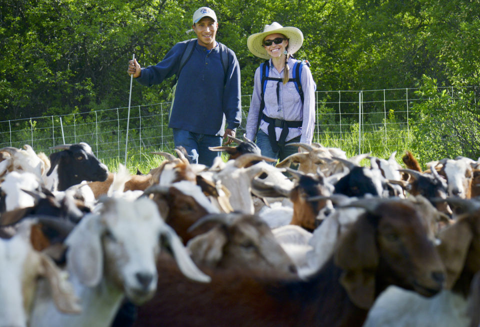 Goats Eating Invasive Species on Drinking Horse Trailhead