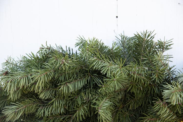 There's still time How to find Christmas trees around Bozeman
