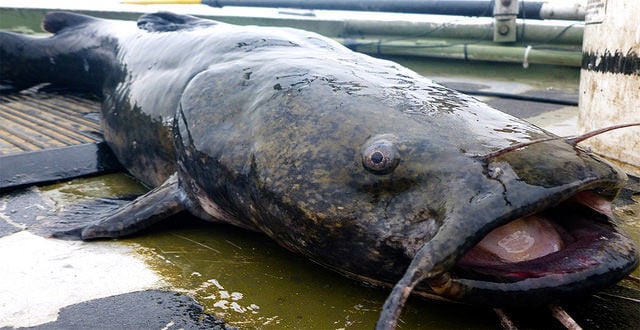 River monsters becoming huge part of life in the Susquehanna, State