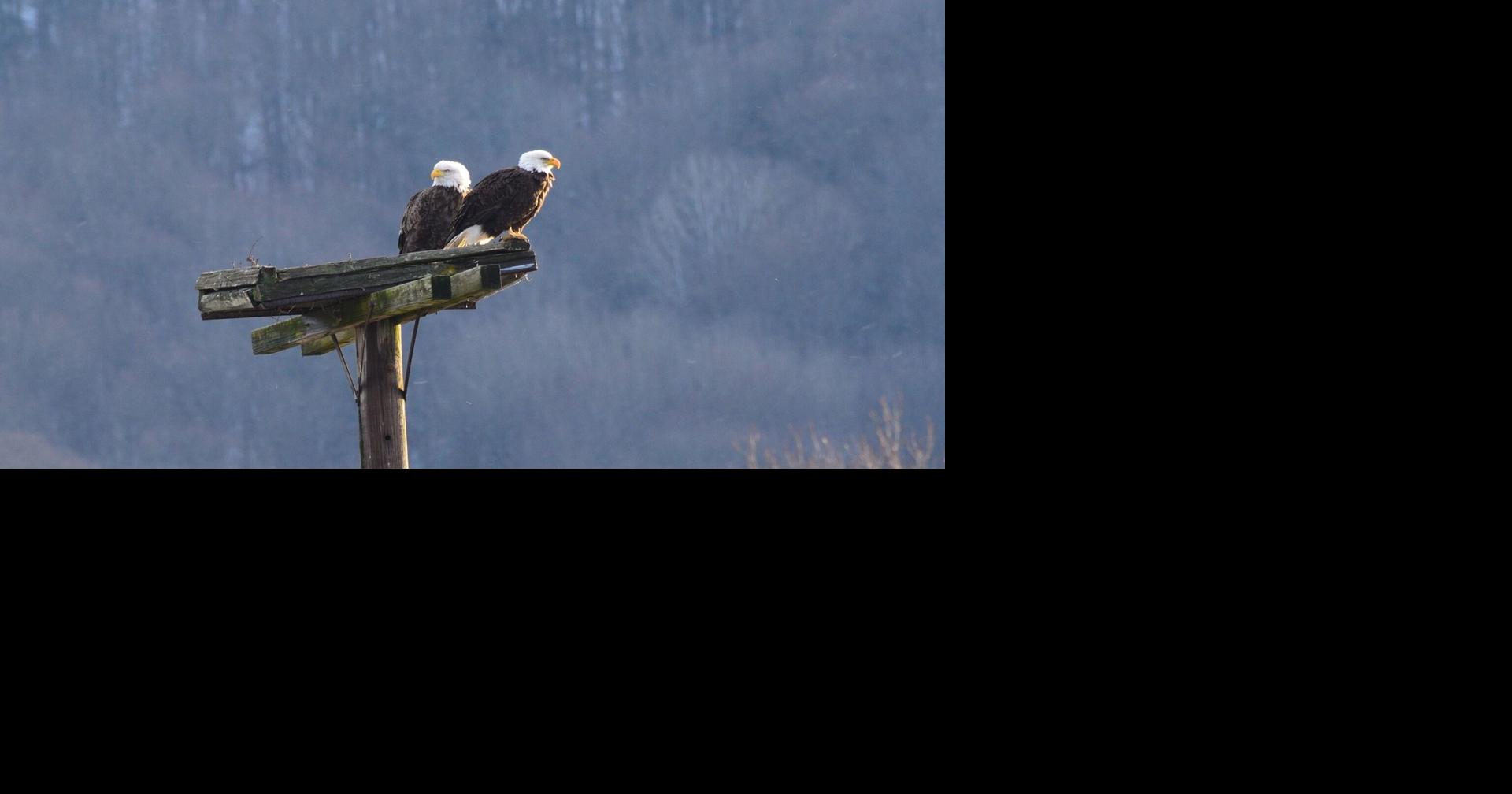 Bald Eagle  Hawk Mountain Sanctuary: Learn Visit Join