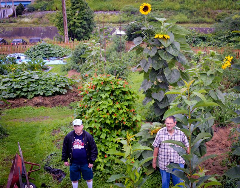 12 Foot Sunflower At Evergreen Elm News Bradfordera Com