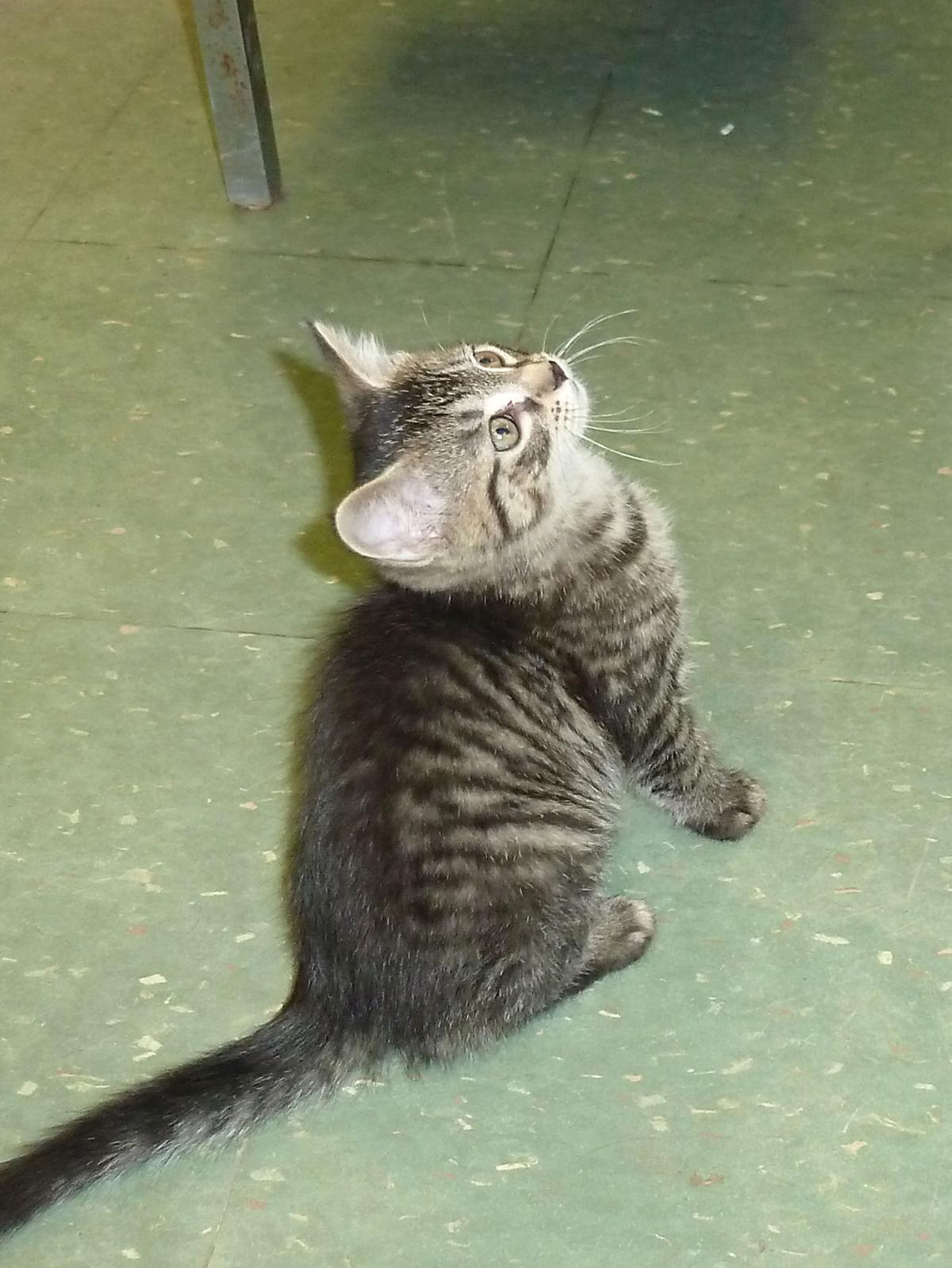 Spca To Hold Annual Kitten Shower On Saturday Bradford Bradfordera Com