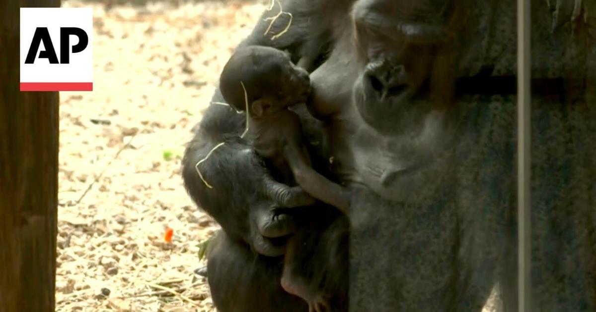 Prague Zoo welcomes second baby gorilla in three months