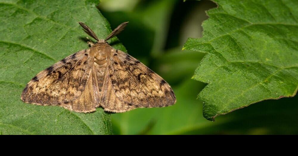 Moth trapping begins in Iowa