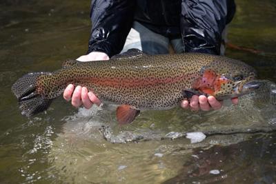 Pennsylvania's trout stocking list now available