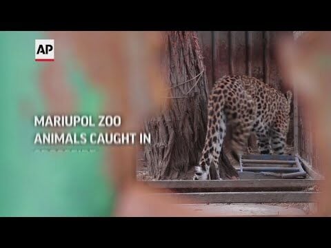 Mariupol zoo animals caught in crossfire | 