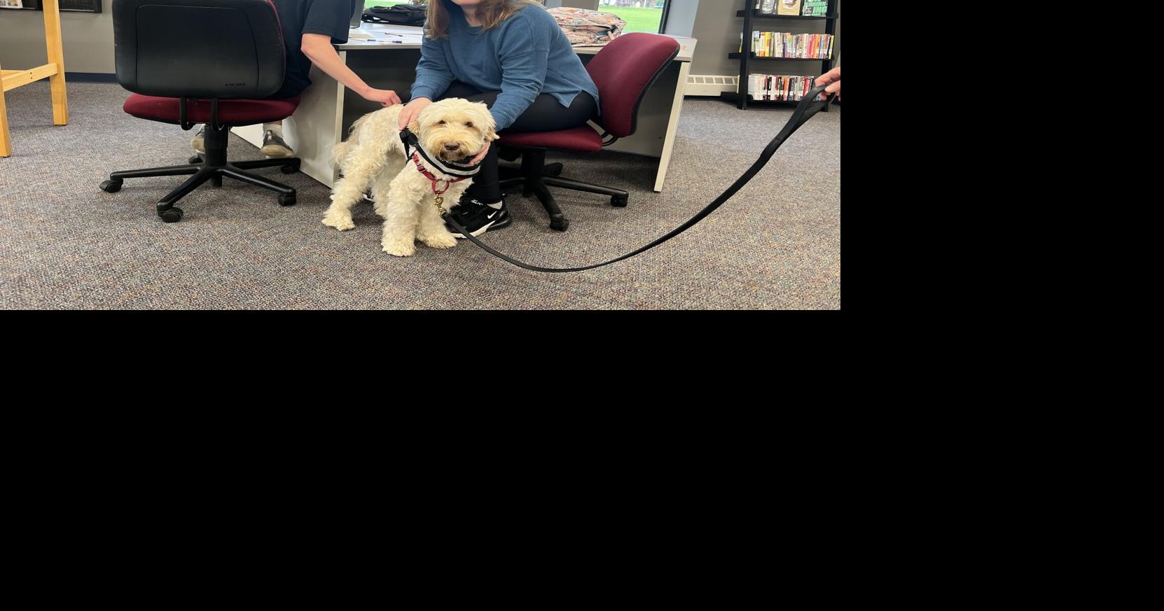 OLEAN: Therapy dog provides calming presence at JCC | News