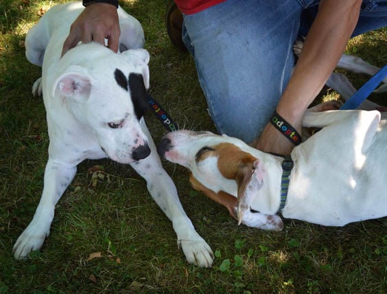 Looking for a home McKean County SPCA at capacity for dogs at