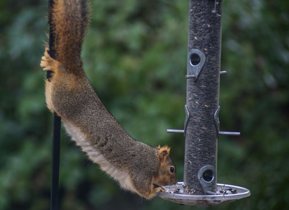 Bird Buddy camera-equipped bird feeder is 20% off