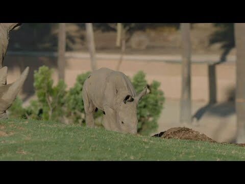 5e rhinoceros