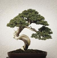 Bonsai Program On Japanese Bonsai Trees Slated At Portville Library News Bradfordera Com