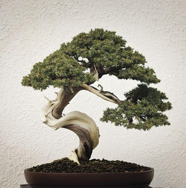 Bonsai Program On Japanese Bonsai Trees Slated At Portville Library News Bradfordera Com