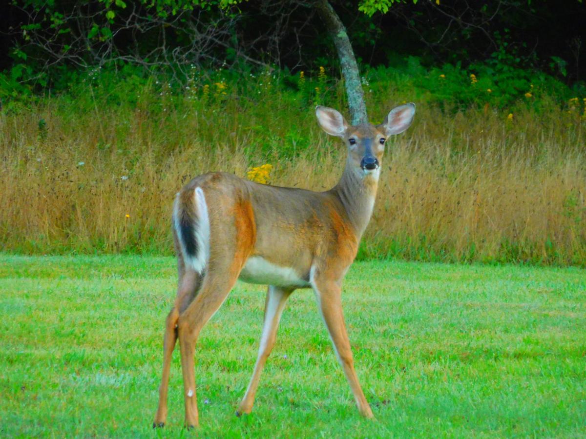 Creatures Inside a Deer's Mouth?