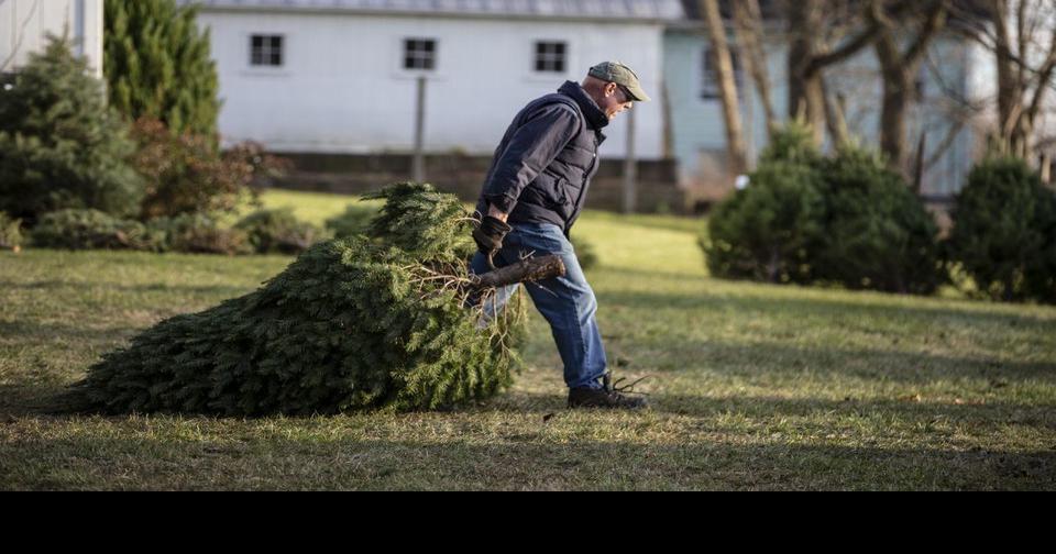 Pa. one of top 5 Christmas tree harvesting states in the US News