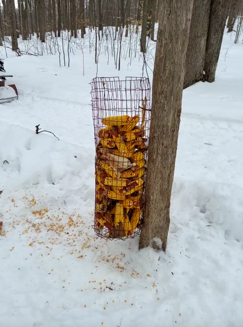 Robertson: Tough winter for wildlife